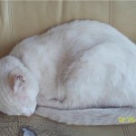 Cat1 Cat1