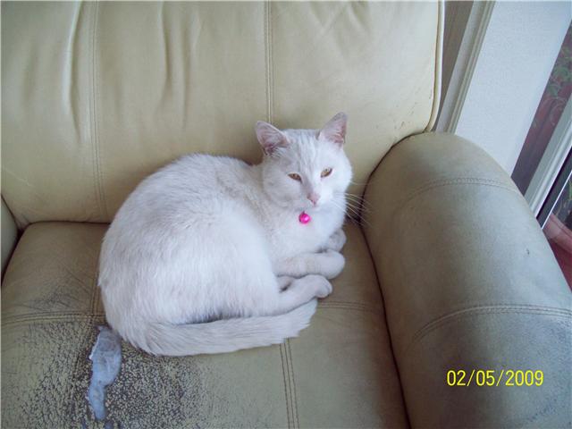Gandalf the White Cat.