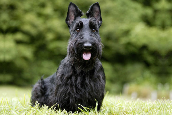Bobby the Scottish Terrier
